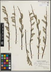 Foto von Salix planifolia Pursh